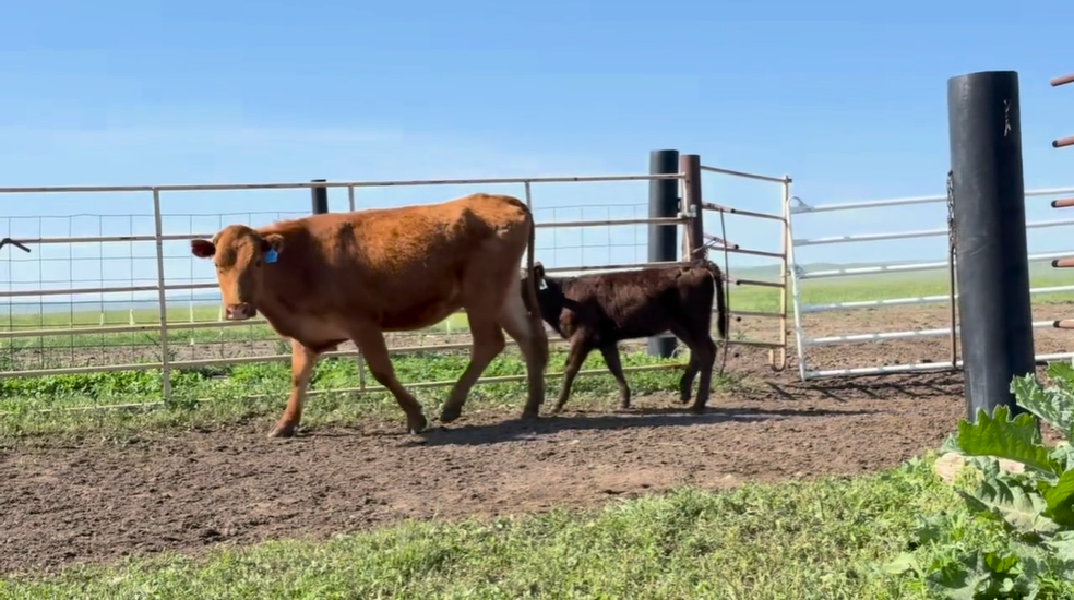 11 head of pairs red mommas black calves CP509B5